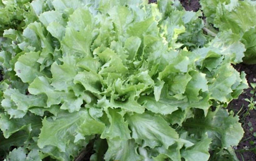 Τα αντίδια (ήμερα ραδίκια), Cichorium endivia (endivie-cikorie)