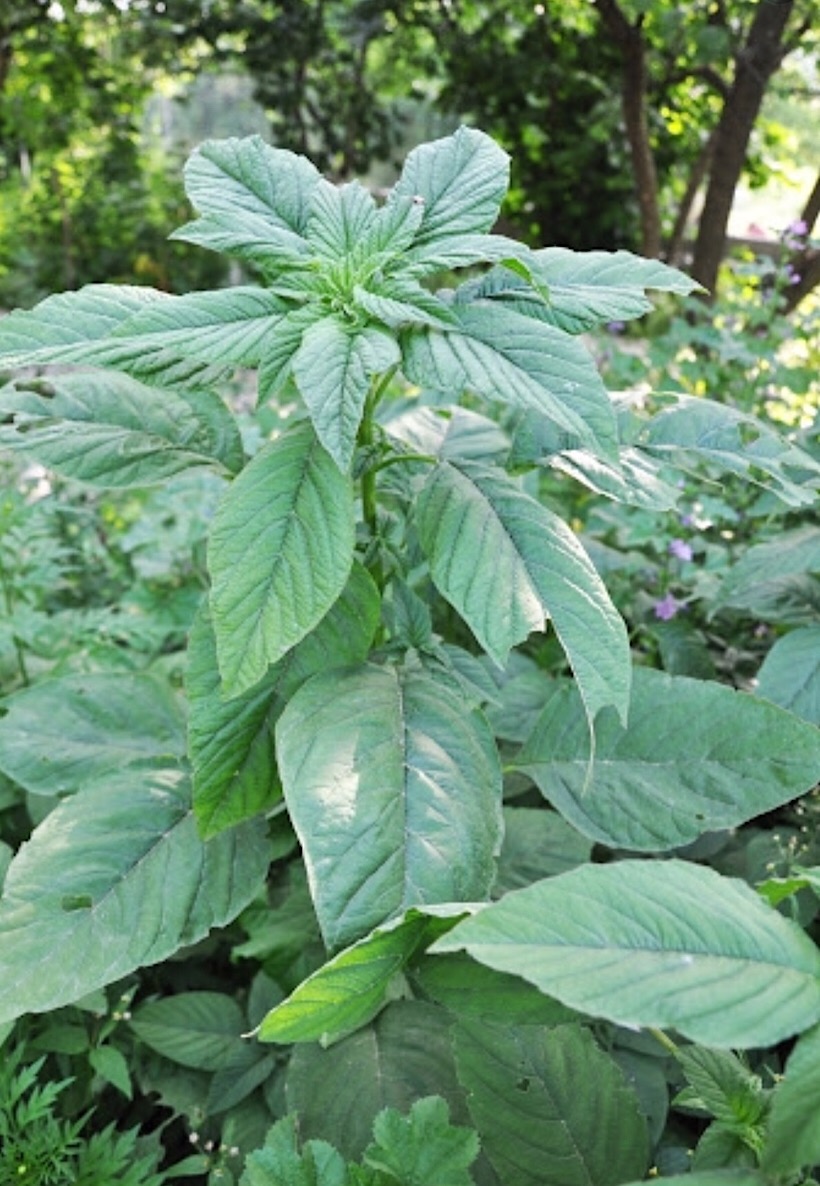 Τα βλίτα (βλήτα), Amaranthus blitum (køkkenamarant)