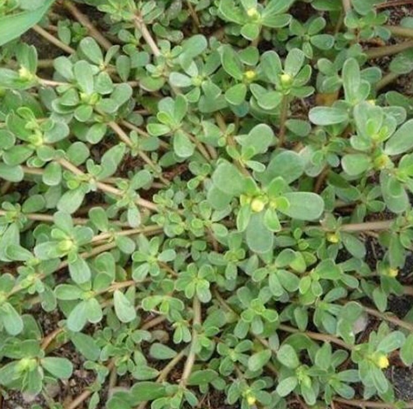 Η γλιστρίδα, Portulaca oleracea (portulak)