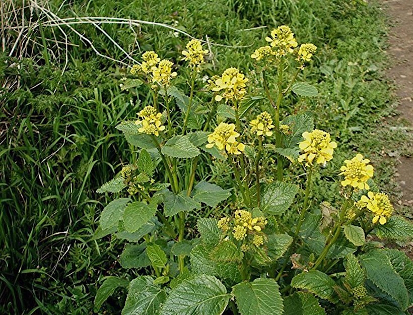 Οι βρούβες, Sinapis arvensis (ager-sennep)