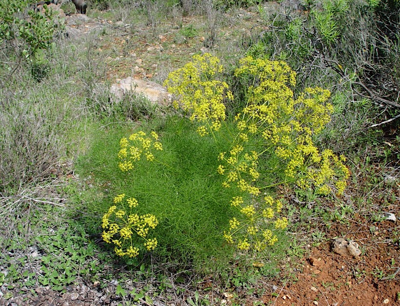 Το μάραθο, Foeniculum vulgare (almindelig fennikel)